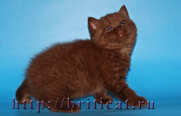 британский плюшевый шоколадный котенок
