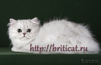 персидский котенок