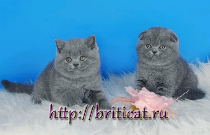 шотландские голубые котята