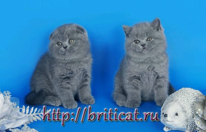 шотландские голубые котята