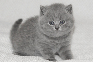 голубой британский котенок.